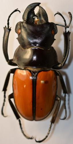 Réf. 248 476 : Odontolabis gazella gazella